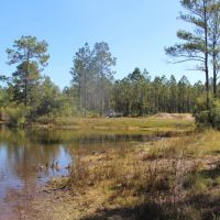 Merchantable Timber  Pond &nbsp;  Homesite