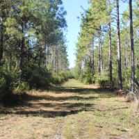 Merchantable Timber  Pond &nbsp;  Homesite images 3