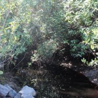 Merchantable Timber  Pond &nbsp;  Homesite images 5