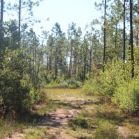 Merchantable Timber  Pond &nbsp;  Homesite images 6