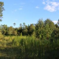 McIntosh Tract images 3