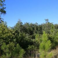 McIntosh Tract images 5