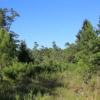 McIntosh Tract images 6