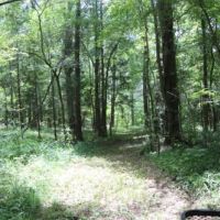 Davenport Tract Home Site images 3
