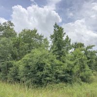 24 Acres &nbsp; FM 356 Rec &nbsp; 271111 &nbsp; Tract 3 images 5