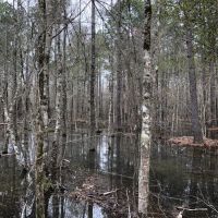 73 AC Timber  Hunting &nbsp; Homesite images 2