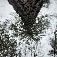 73 AC Timber  Hunting &nbsp; Homesite images 3