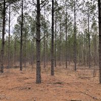 73 AC Timber  Hunting &nbsp; Homesite images 4