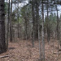 73 AC Timber  Hunting &nbsp; Homesite images 5