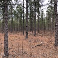 73 AC Timber  Hunting &nbsp; Homesite images 6