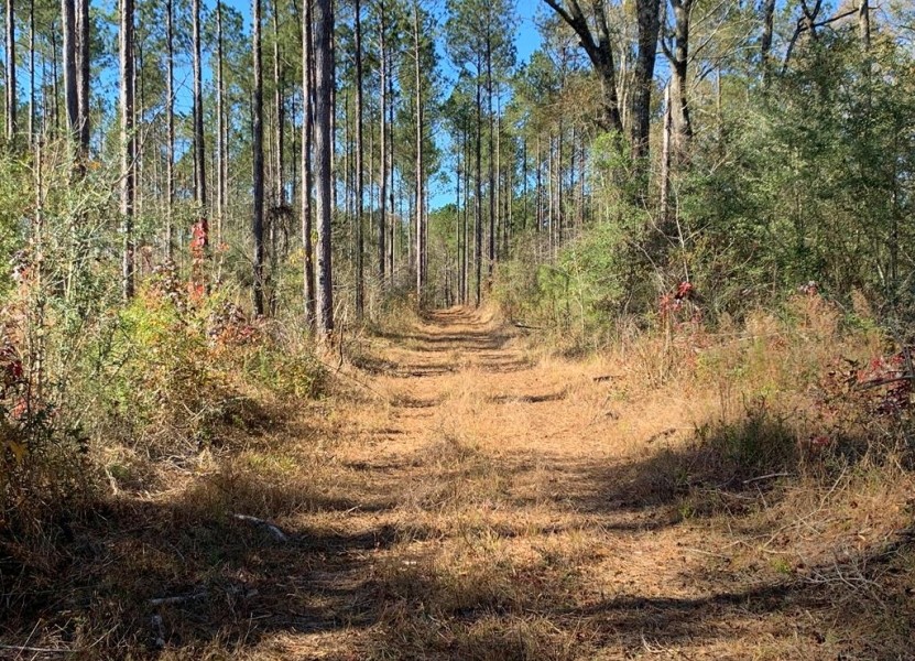 36 Acres Amite County  MS Land for Sale with Timber &nbsp; Ponds featured image