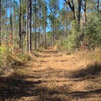 36 Acres Amite County  MS Land for Sale with Timber &nbsp; Ponds