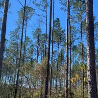 36 Acres Amite County  MS Land for Sale with Timber &nbsp; Ponds images 2