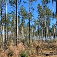 36 Acres Amite County  MS Land for Sale with Timber &nbsp; Ponds images 3