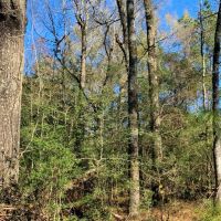 36 Acres Amite County  MS Land for Sale with Timber &nbsp; Ponds images 4