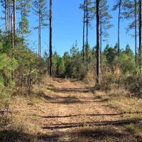 36 Acres Amite County  MS Land for Sale with Timber &nbsp; Ponds images 5