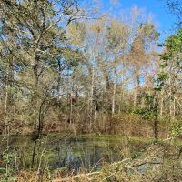 36 Acres Amite County  MS Land for Sale with Timber &nbsp; Ponds images 6