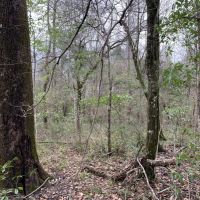 14 Acres in Amite County in Centreville  MS images 3