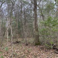 14 Acres in Amite County in Centreville  MS images 4
