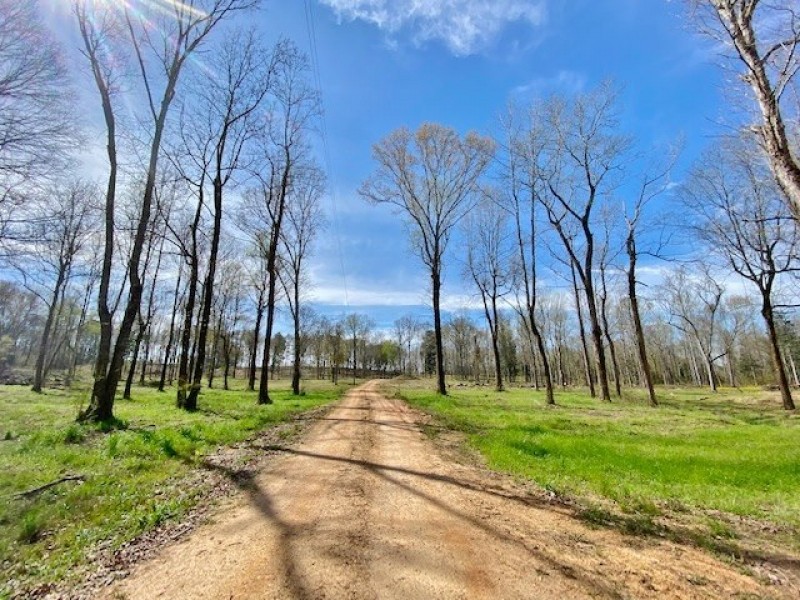 Cabin and 38 Acres  Tylertown  MS featured image