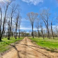 Cabin and 38 Acres  Tylertown  MS
