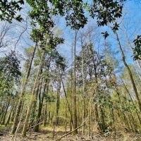 Cabin and 38 Acres  Tylertown  MS images 2