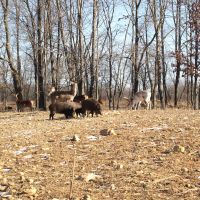 Tons of Exotics Daily Hunts to choose from in Southern Michigan Ranch