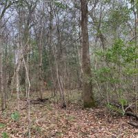 29 Acres in Amite County in Centreville  MS images 3