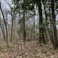 29 Acres in Amite County in Centreville  MS images 4