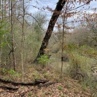 29 Acres in Amite County in Centreville  MS images 6