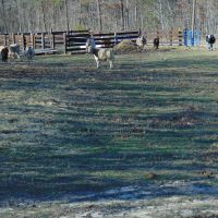 Home with 75 acres…3 bedroom  2 bath 2 fully stocked ponds fenced  pasture land  timber and much more. images 3