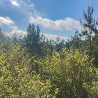 10.617 Acres &nbsp; Highland Hills &nbsp; Lot 6 images 5