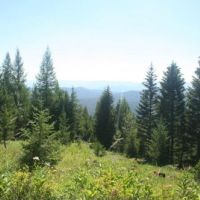 609 Timbered Acres  Kila  MT images 5