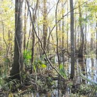 North Carolina Hunting Land images 5