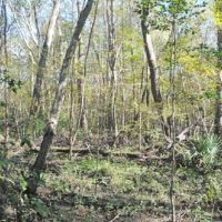 North Carolina Hunting Land images 6