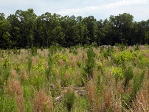 Chesterfield County SC Hunting Land featured image