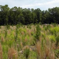 Chesterfield County SC Hunting Land