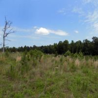 Chesterfield County SC Hunting Land images 3