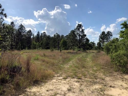 Marlboro County SC Acreage featured image