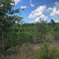 Marlboro County SC Acreage images 3