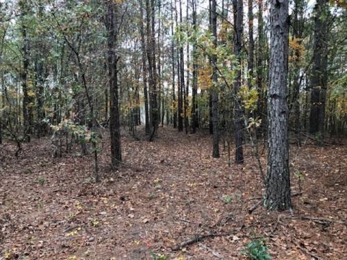 South Carolina Hunting Timberland featured image