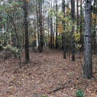 South Carolina Hunting Timberland
