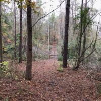 South Carolina Hunting Timberland images 2