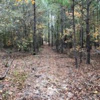 South Carolina Hunting Timberland images 3