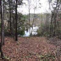 South Carolina Hunting Timberland images 4
