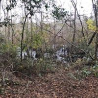 South Carolina Hunting Timberland images 5
