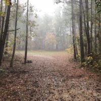 South Carolina Hunting Timberland images 6
