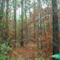 20 ac - Pine Saw Timber near Shrevport images 2