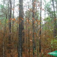 20 ac - Pine Saw Timber near Shrevport images 3