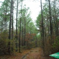 20 ac - Pine Saw Timber near Shrevport images 4